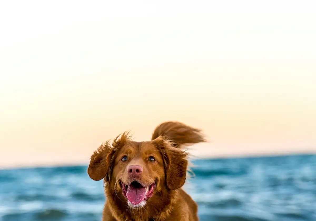 Person walking a golden retriever on a country road